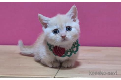 成約済の東京都のマンチカン(短足)-100752の2枚目